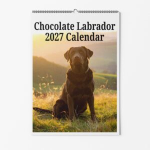 Chocolate Labrador Dog Calendar